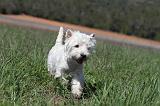 WESTIE 056
